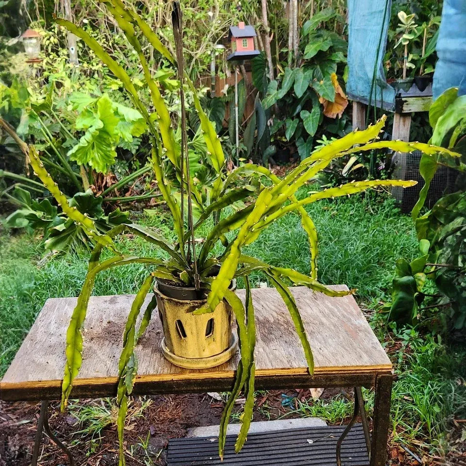 Hurricane Cactus Cutting - 6" Lepismium Spiralis, Rare Spiral Succulent, Rooting Hormone Dipped, Easy-Care Epiphyte, Unique Collector's Plant