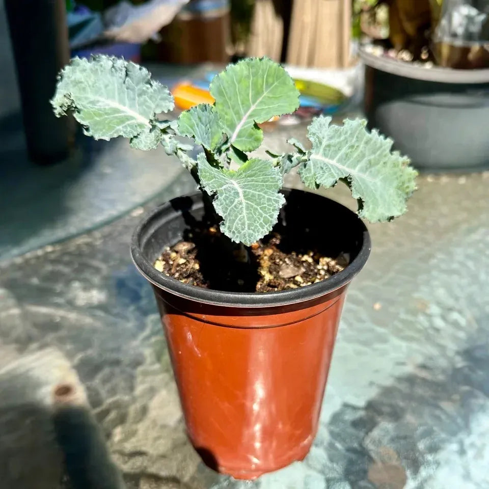 Purple Tree Kale Cuttings - 2 Live Cuttings, Brassica oleracea, Perennial Vegetable