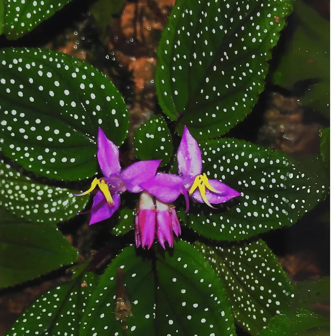 Sonerila 'Galaxy' Terrarium Plant - Rare Melastomataceae - Potted w/Roots - Low/Medium Light - US Grown