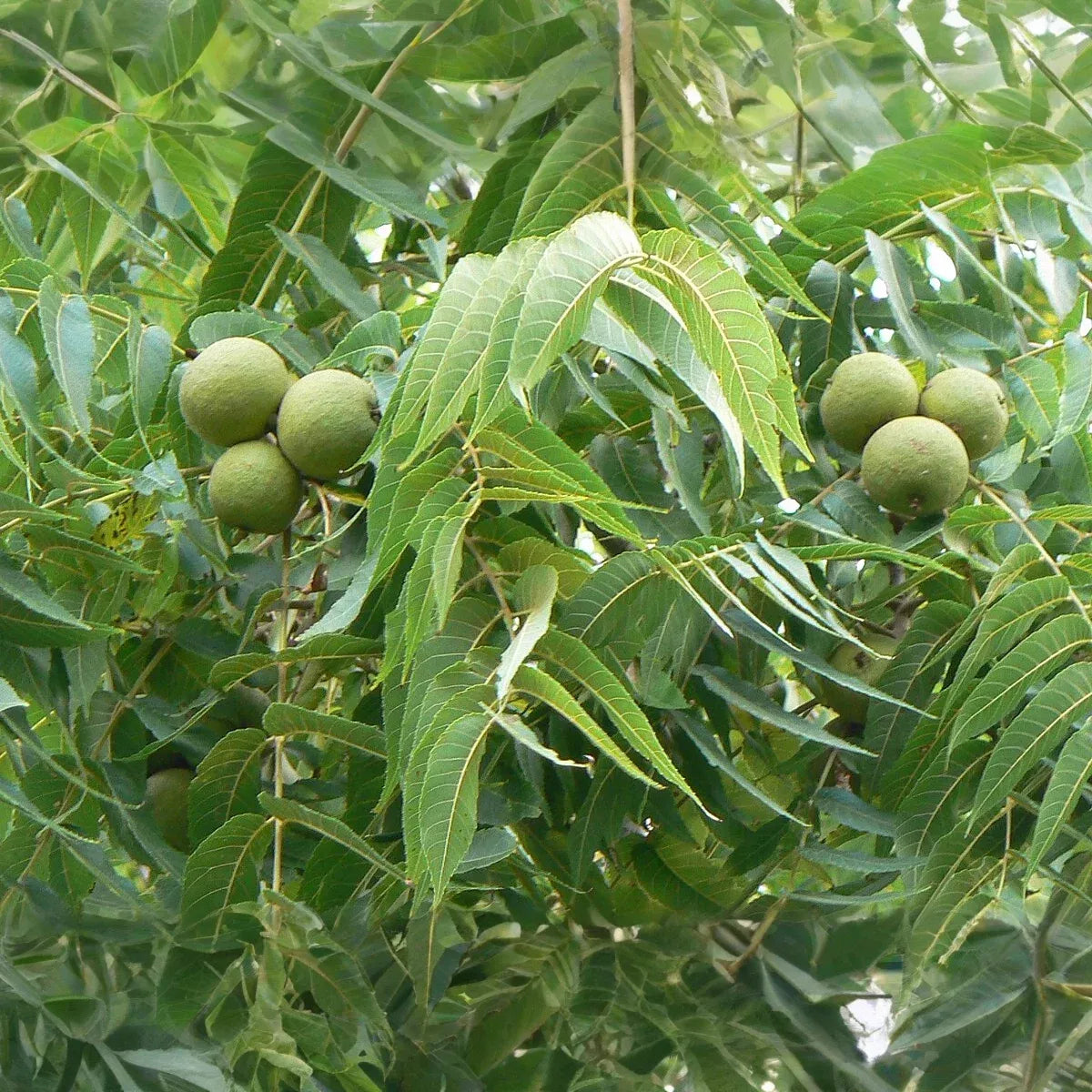 1 Black Walnut Tree - Juglans nigra | 12–24” Live Bare Root Plant | Hardy Native Nut Tree for Shade & Edible Landscapes