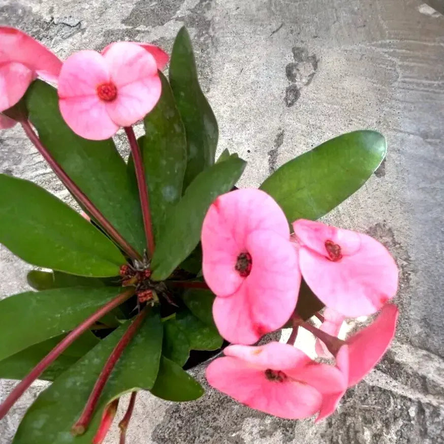 Euphorbia milii Cuttings, Thai Hybrid Crown of Thorns, Pink Flowers, Rooted Stem, USDA Zones 9-11