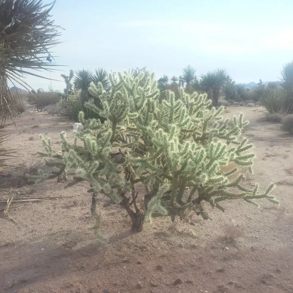 Cholla Cactus Cuttings - Cylindropuntia fulgida - 2 Fresh 6" Branches - Desert Succulent - Jumping Cholla