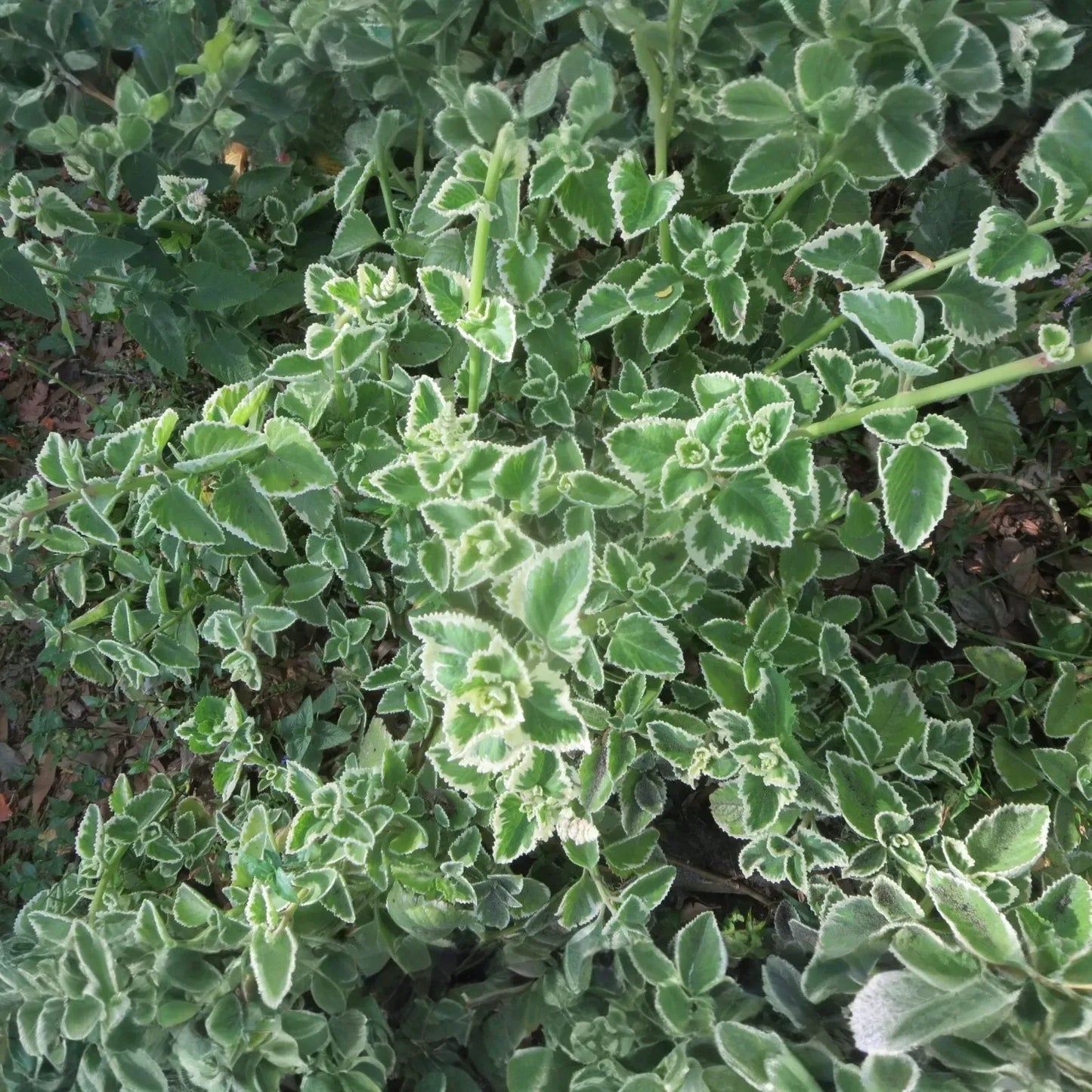 Cuban Oregano Cuttings, Plectranthus amboinicus, 6 Unrooted Stems, Edible Herb, USDA Zones 9-11
