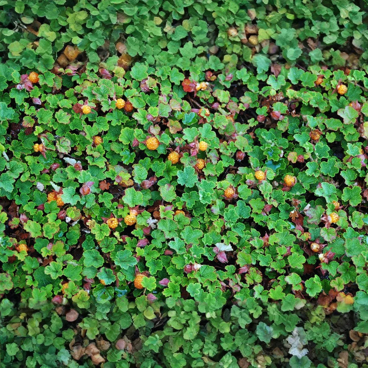 Rubus pentalobus Cuttings - 4 Count - Rooted Plants - Evergreen Ground Cover