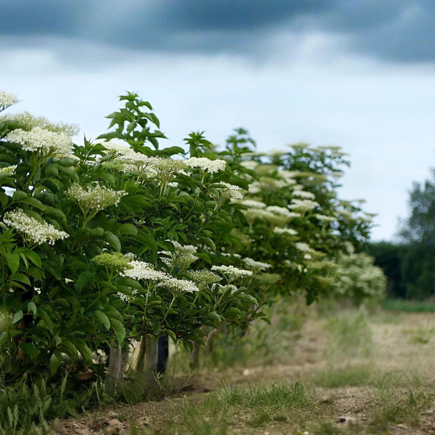 American Elderberry Cuttings - 10 Pack - Sambucus canadensis - Organic Appalachian Grown - Pollinator Magnet - Fast Growing Shrub