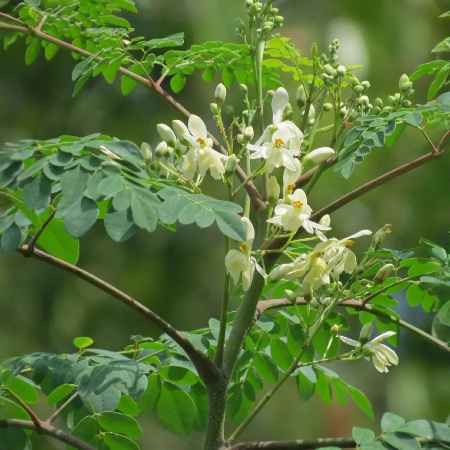 Moringa Oleifera Cuttings - 5 Count - Organic - Grown in Florida