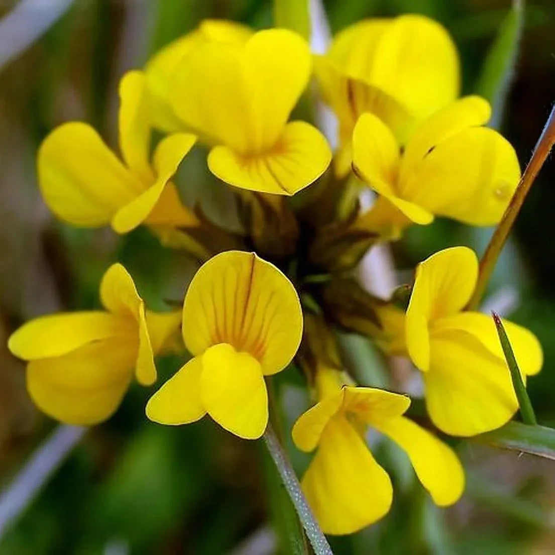 500 Birds Foot Trefoil Seeds | Lotus corniculatus | Non-GMO Ground Cover Wildflower | Fast-Growing for Meadows & Pollinator Gardens