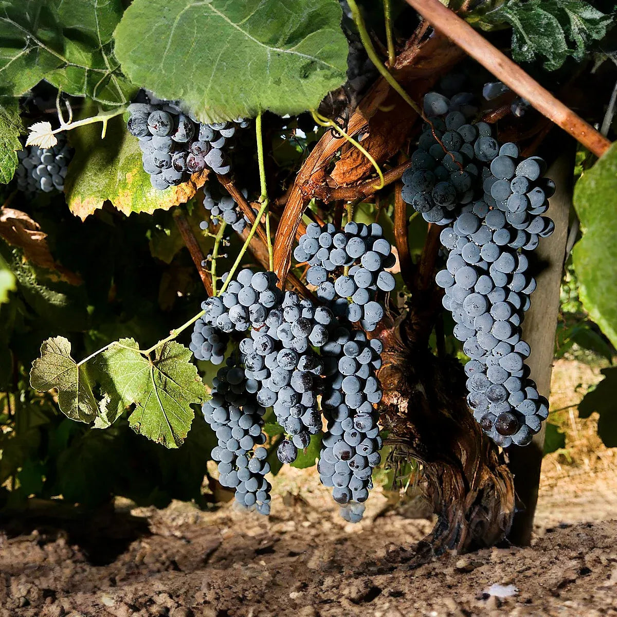 Thomcord Seedless Grape Cuttings - 5 Pack - Table Grape Vine - Propagation Ready - US Grown
