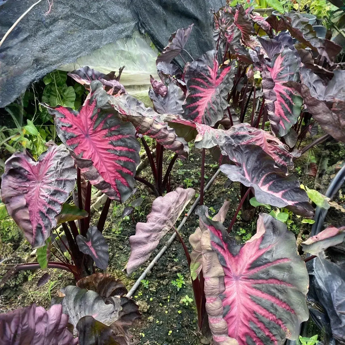 Redemption Colocasia Esculenta Elephant Ear Small Rooted Starter Plant 4-8 Inch