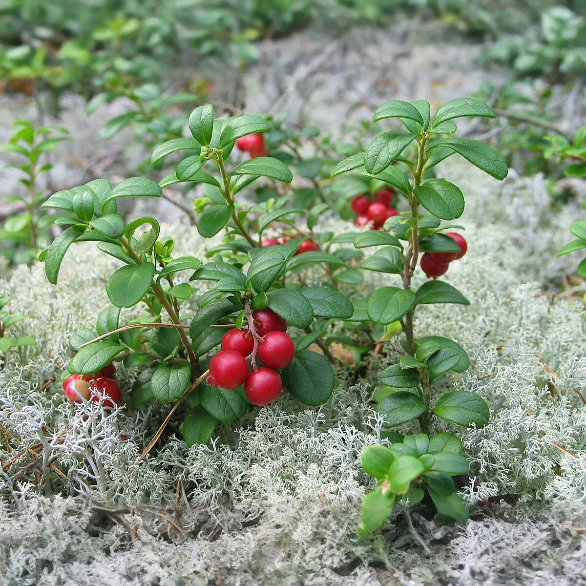 Lingonberry Plant Rhizomes - 4 Live Wild Alaskan Vaccinium Vitis-Idaea Roots - Acid-Loving Evergreen Groundcover - Zone 2-7 Hardy