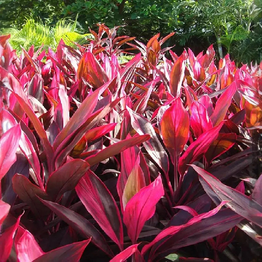 3 Hawaiian Dark Red/Green Hybrid Ti Leaf Fresh Cuttings 6" Starter Logs - Cordyline Fruticosa, Tropical Plant