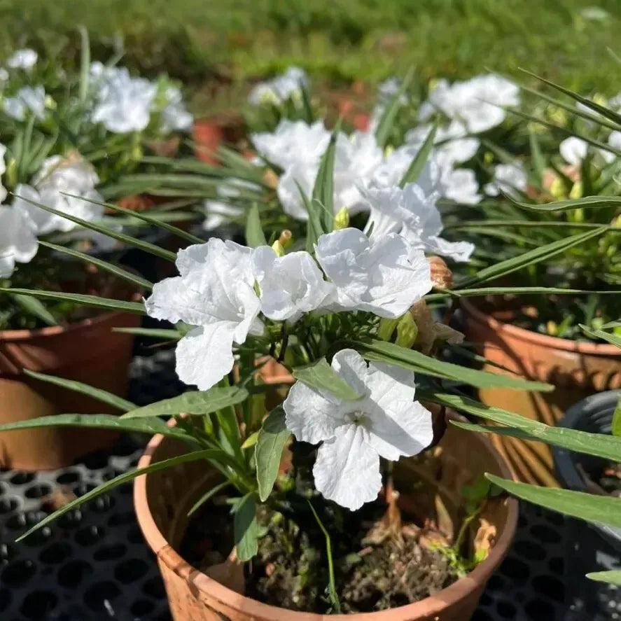 White Mexican Petunia - 10 Rooted Plants, Drought & Wet Soil Tolerant, Full Sun to Shade, Fast Spreading, Pond or Garden Plant, Zones 7-11