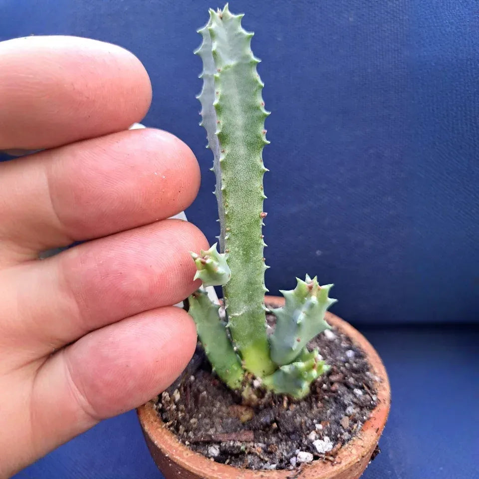 Huernia Hybrid G5 Cuttings (2) - Rare Succulent - Maroon/Yellow Starfish Flowers