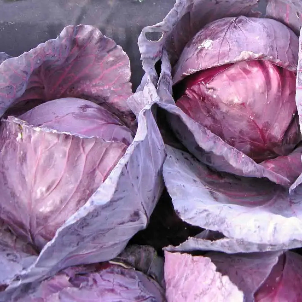 250+ Red Acre Cabbage Seeds | Brassica oleracea | Non-GMO Heirloom Red Cabbage for Garden Beds & Cool Season Harvests