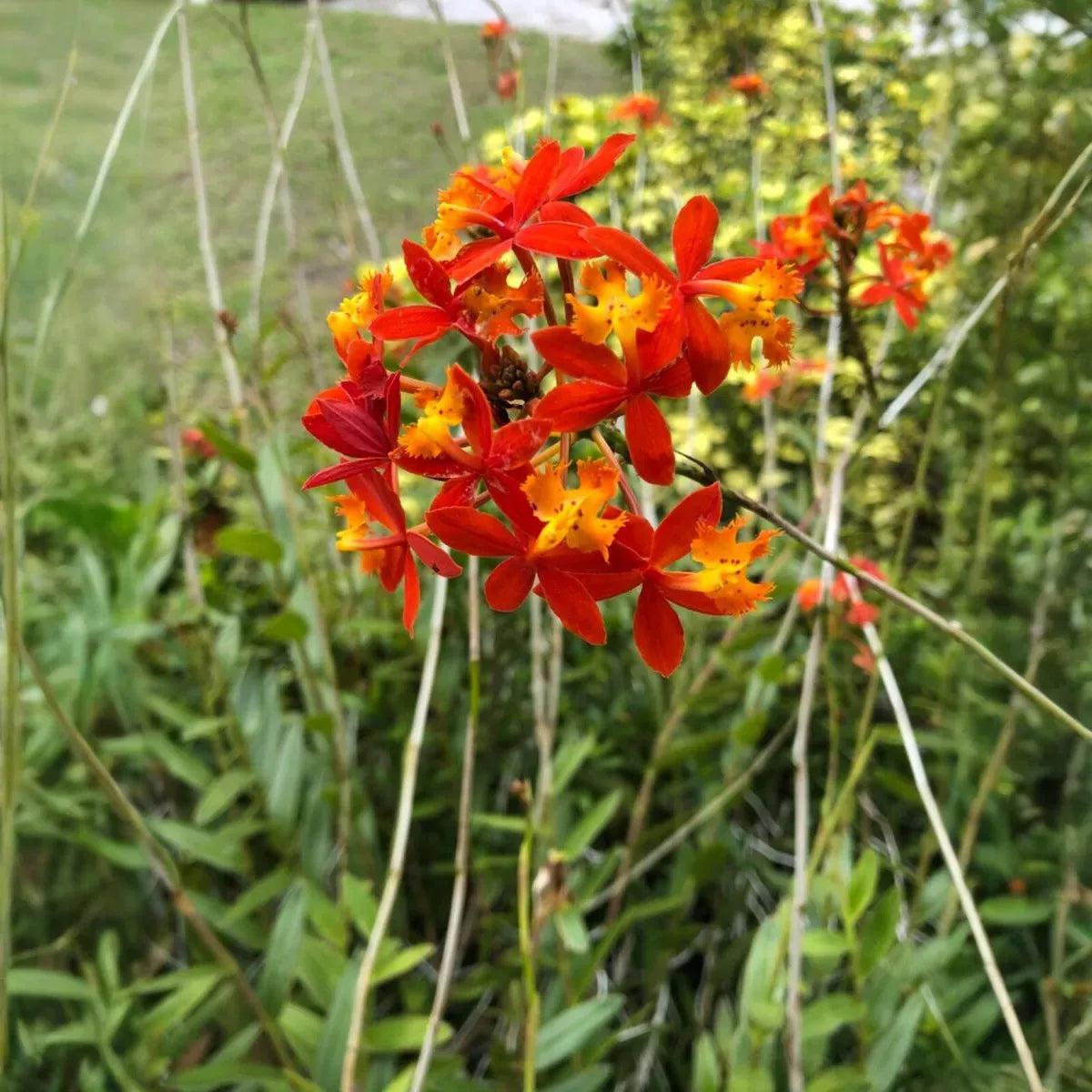 10 Rooted Cuttings Epidendrum Radicans - Ground Orchid, Fire Star Orchid - Live Plants for Sale