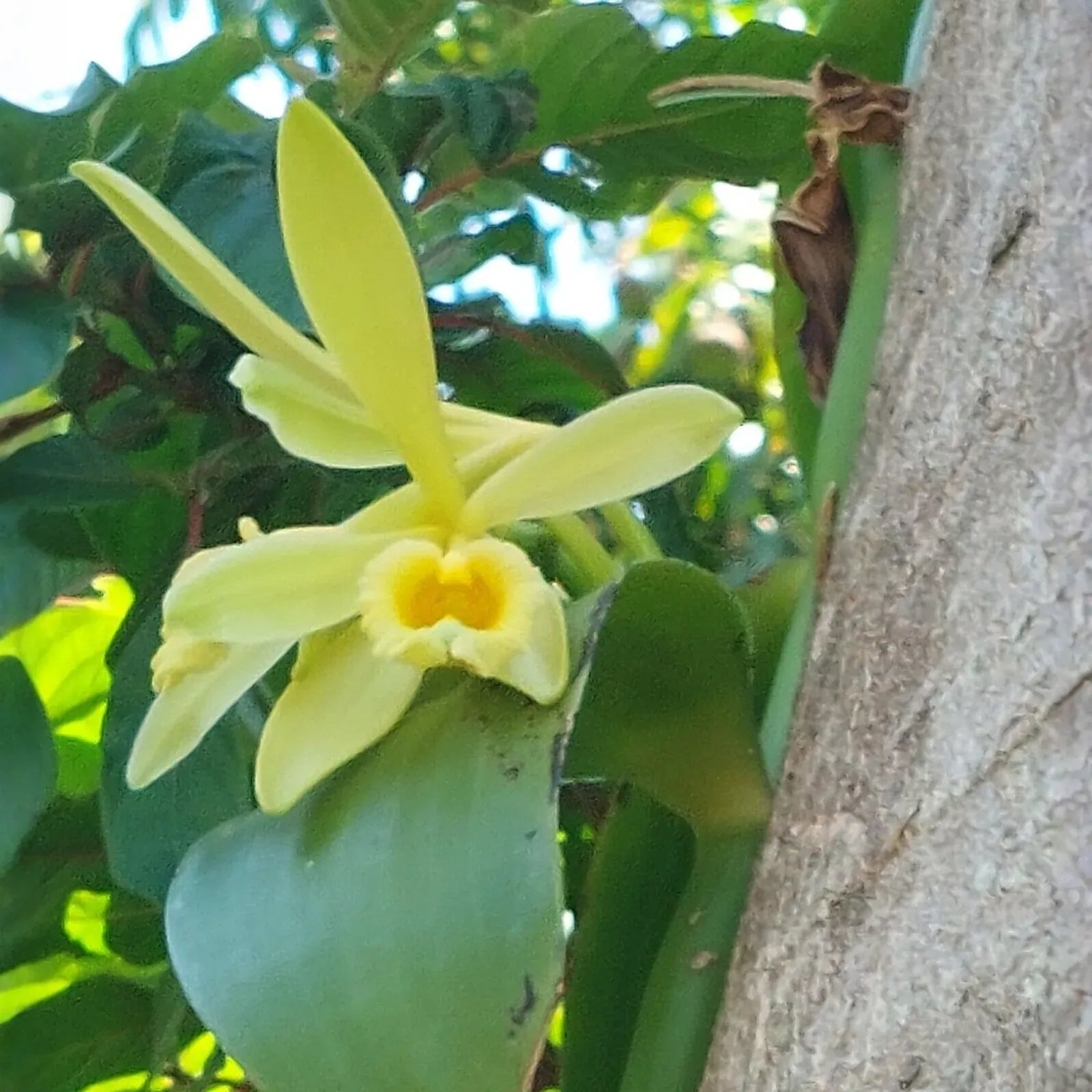 Vanilla Planifolia Cuttings - 12" Fresh Orchid Vine, Grow Your Own Vanilla Beans, Fast-Growing Tropical, Trellis Needed, On Sale Now!