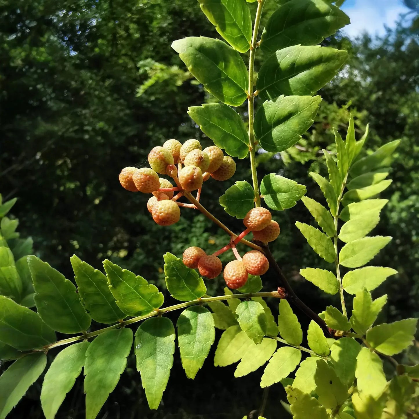 Sansho Pepper Tree Cuttings - 4 Pcs, Zanthoxylum piperitum, Japanese Culinary Herb, Fragrant Leaves, Zones 6-9, Rare Garden Addition