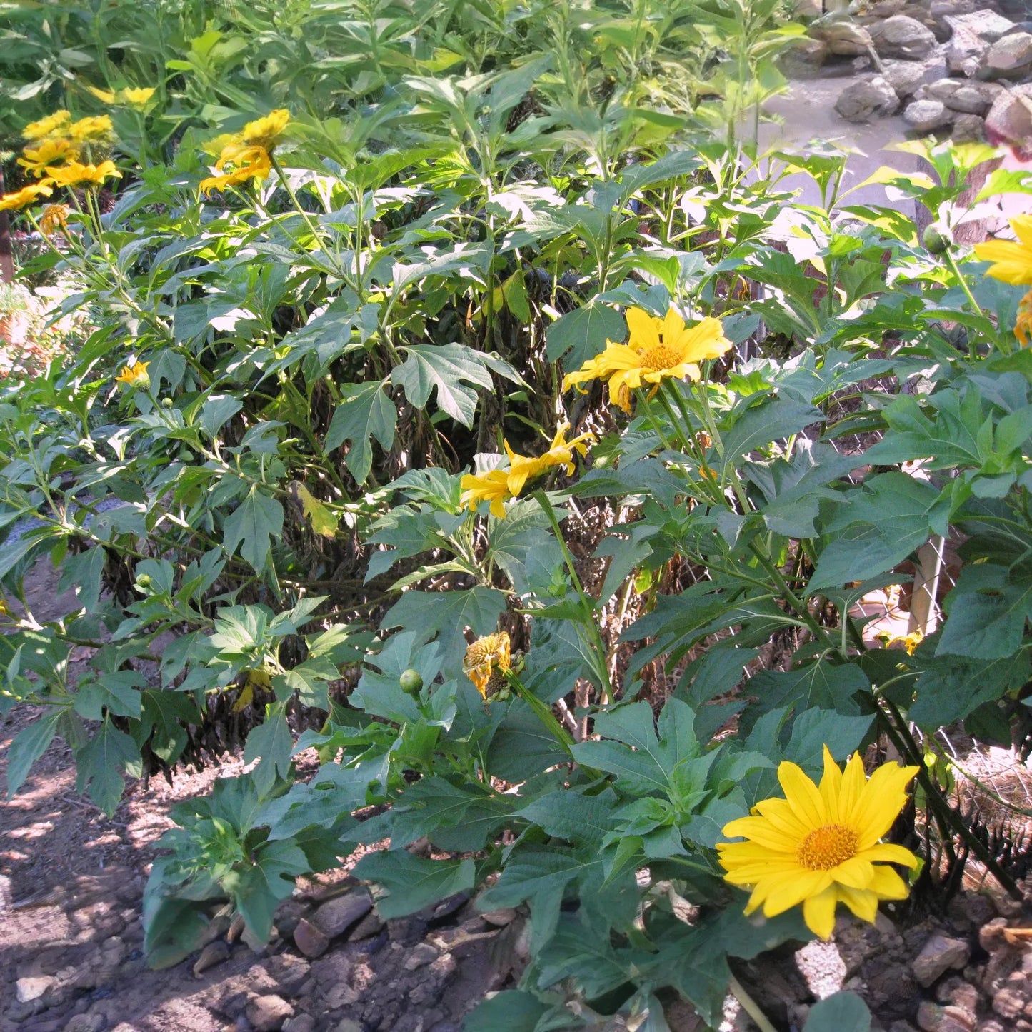 Mexican Sunflower Cuttings, Tithonia diversifolia, 8 Live Hardened Stems, Yellow Flowers, USDA Zones 8-11, Drought Tolerant