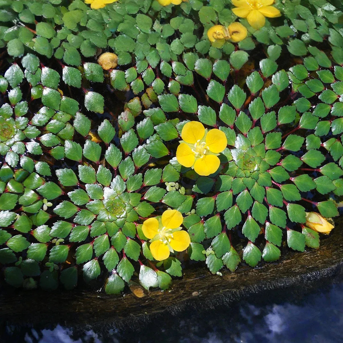 Water Mosaic Plant Cuttings (4) - Ludwigia sedioides - Floating Aquatic Plant