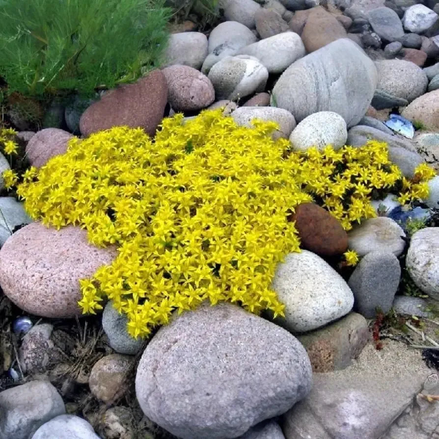 15 Ground Cover Golden Creeping Sedum, Yellow Perennial, Sedum acre, Drought Tolerant, Low Maintenance, Bare Root Plants for Garden