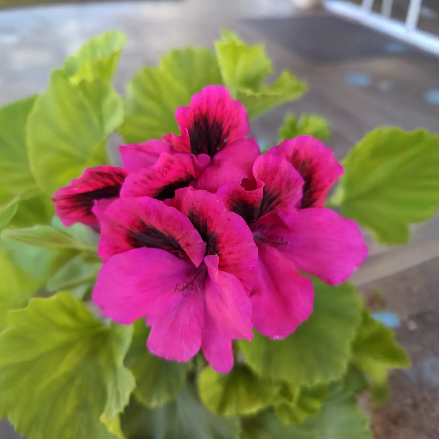 Martha Washington Geranium Pelargonium - Four 5-inch Cuttings for Rooting, Color Mix