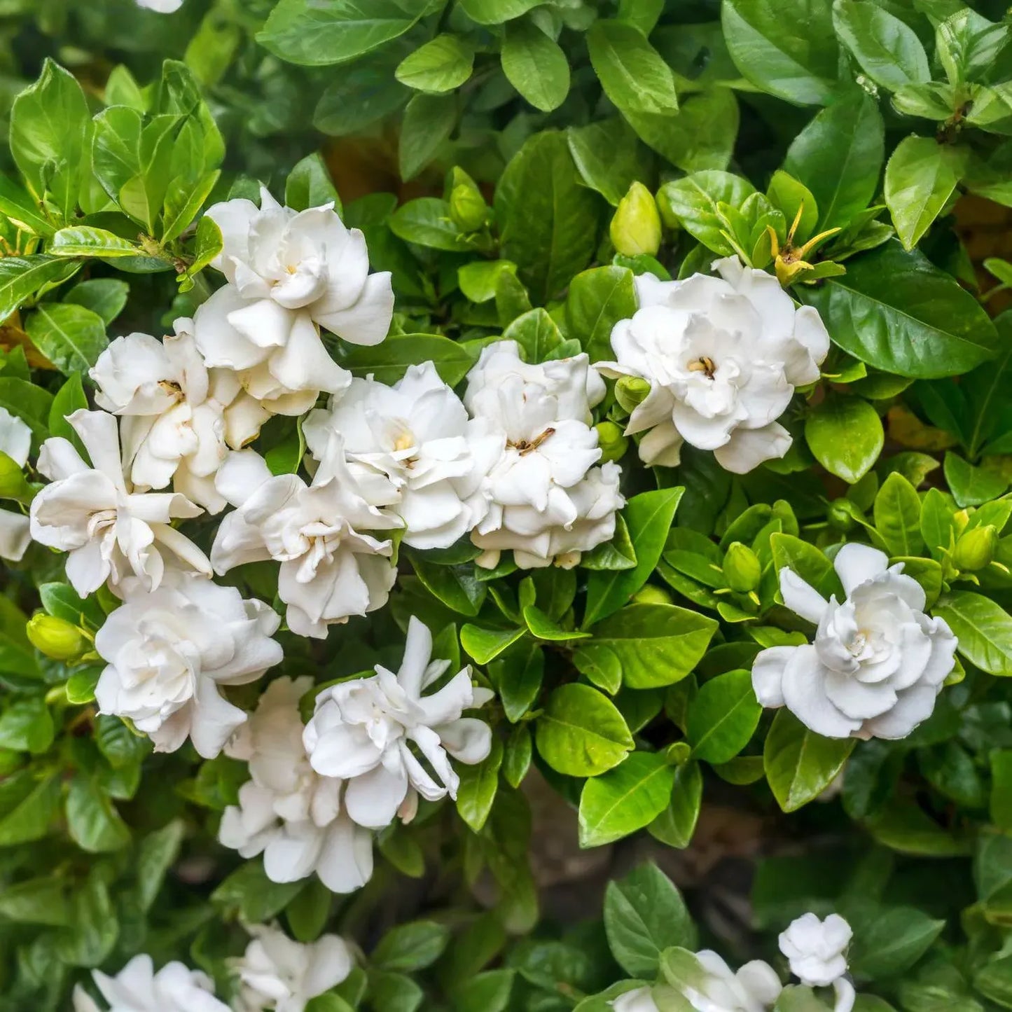 12 Unrooted Cuttings Old Southern Gardenia, 63-Year-Old Plant, Fragrant Flowers, Ideal for Propagation, Grow Your Own Gardenia Plant