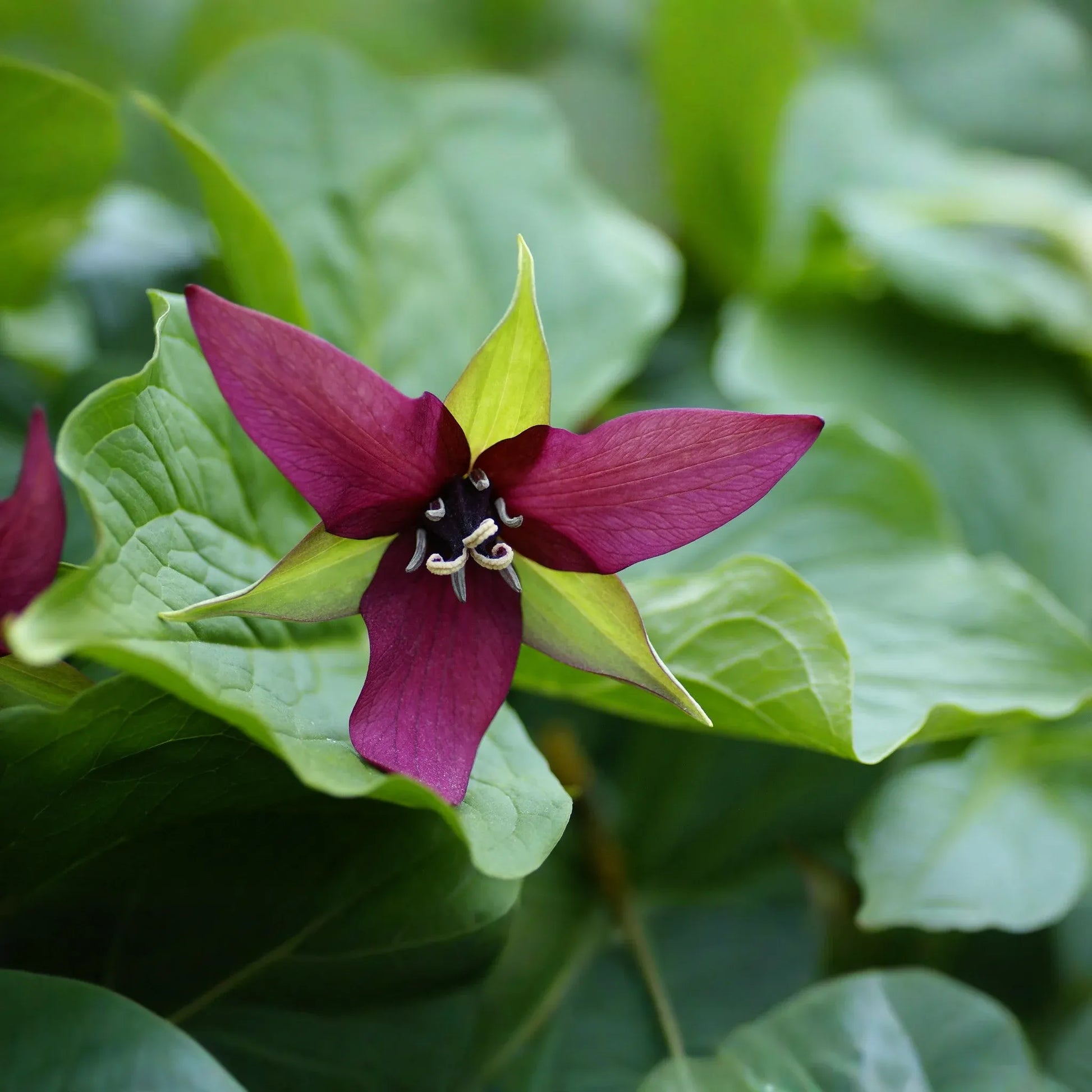 5 Purple Trillium Plants - Bare Root Trillium erectum | Native Shade Wildflower | Perennial for Woodland Gardens