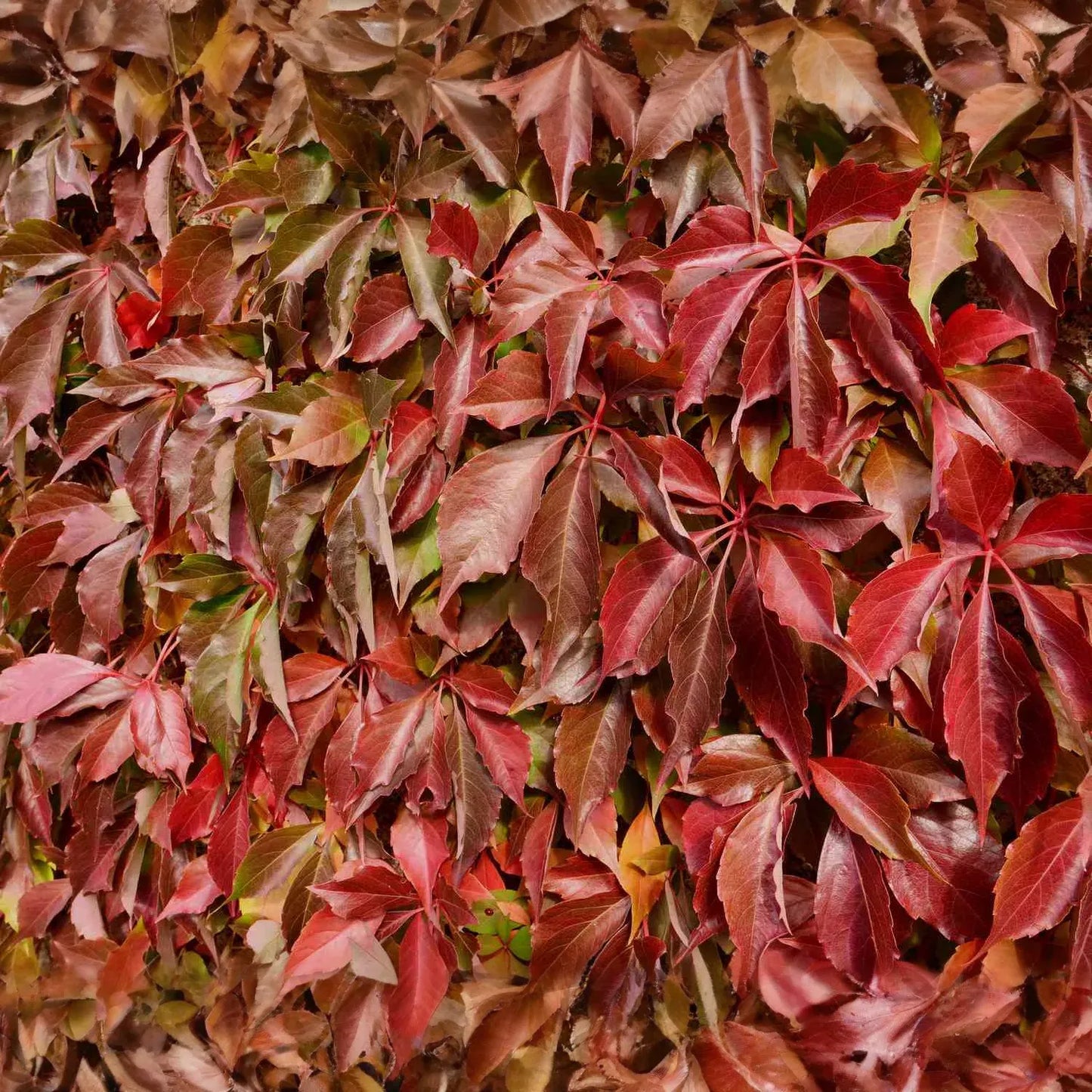 Virginia Creeper Vine Cuttings, Parthenocissus quinquefolia, 12 Rooted Clippings, Native Climbing Vine, USDA Zones 3-9