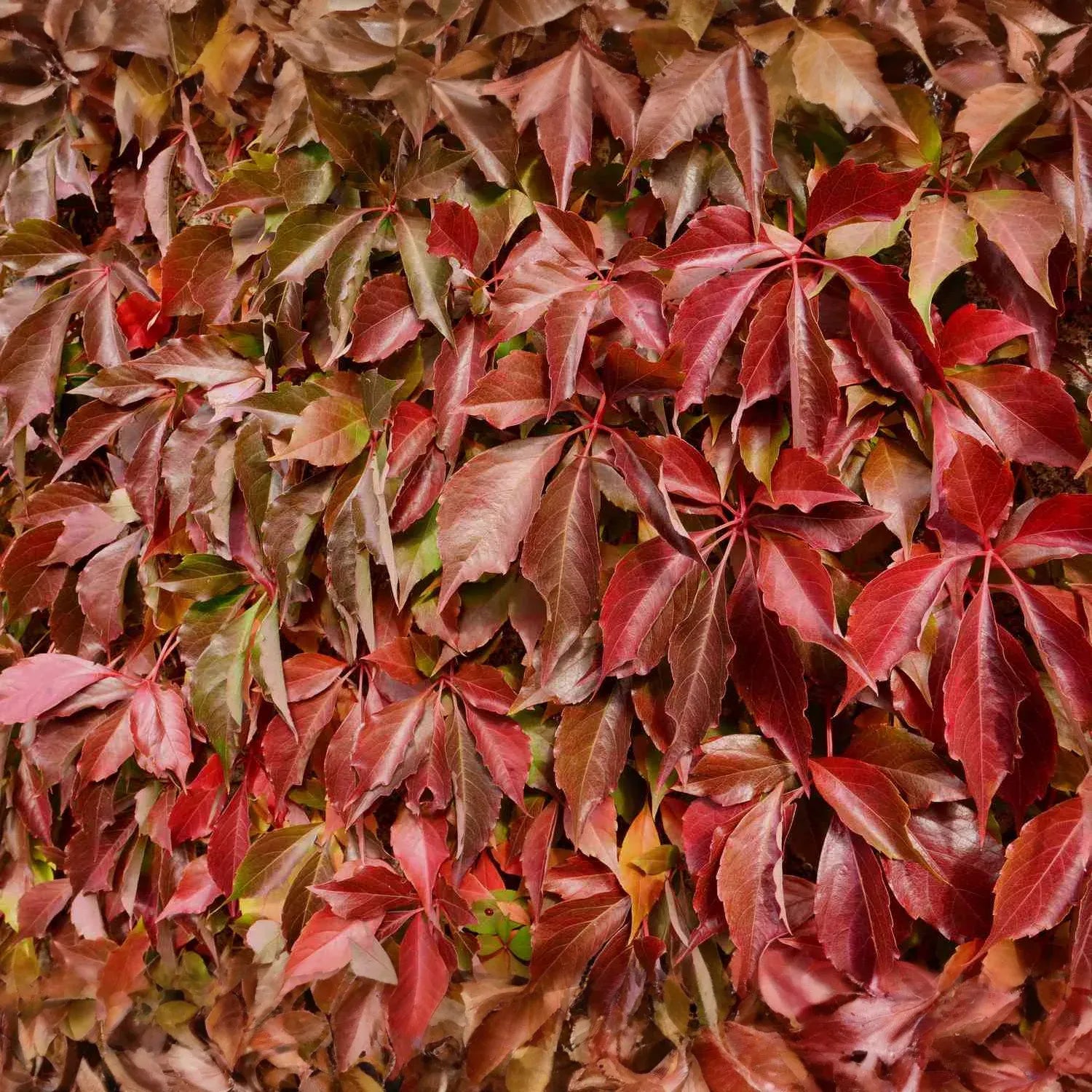 Virginia Creeper Vine Cuttings, Parthenocissus quinquefolia, 12 Rooted Clippings, Native Climbing Vine, USDA Zones 3-9