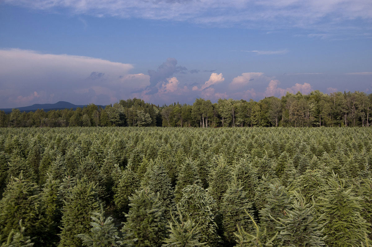 Real Christmas Trees Delivered 9 Foot Premium Balsam Fir Christmas Tree