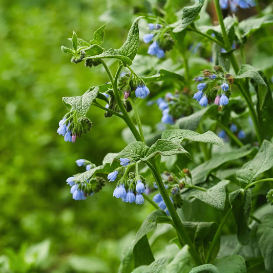 True Comfrey – 20 Seeds