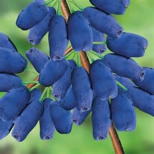 Honeyberry / Haskap 'Tundra' (1-gallon container)