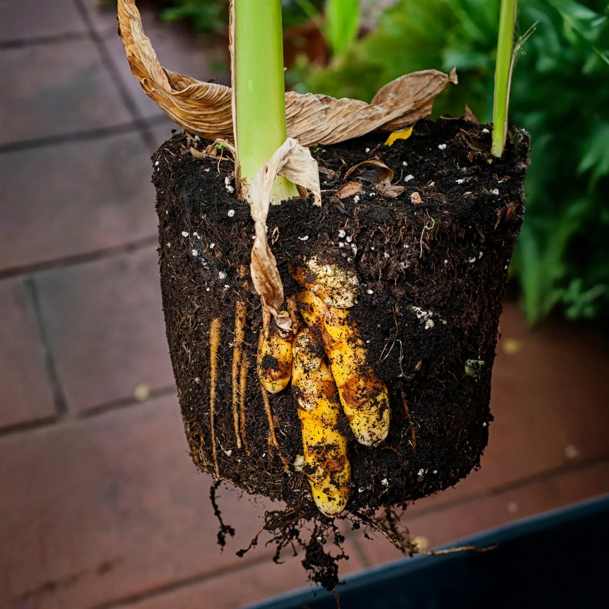 Turmeric, Orange (Curcuma longa)