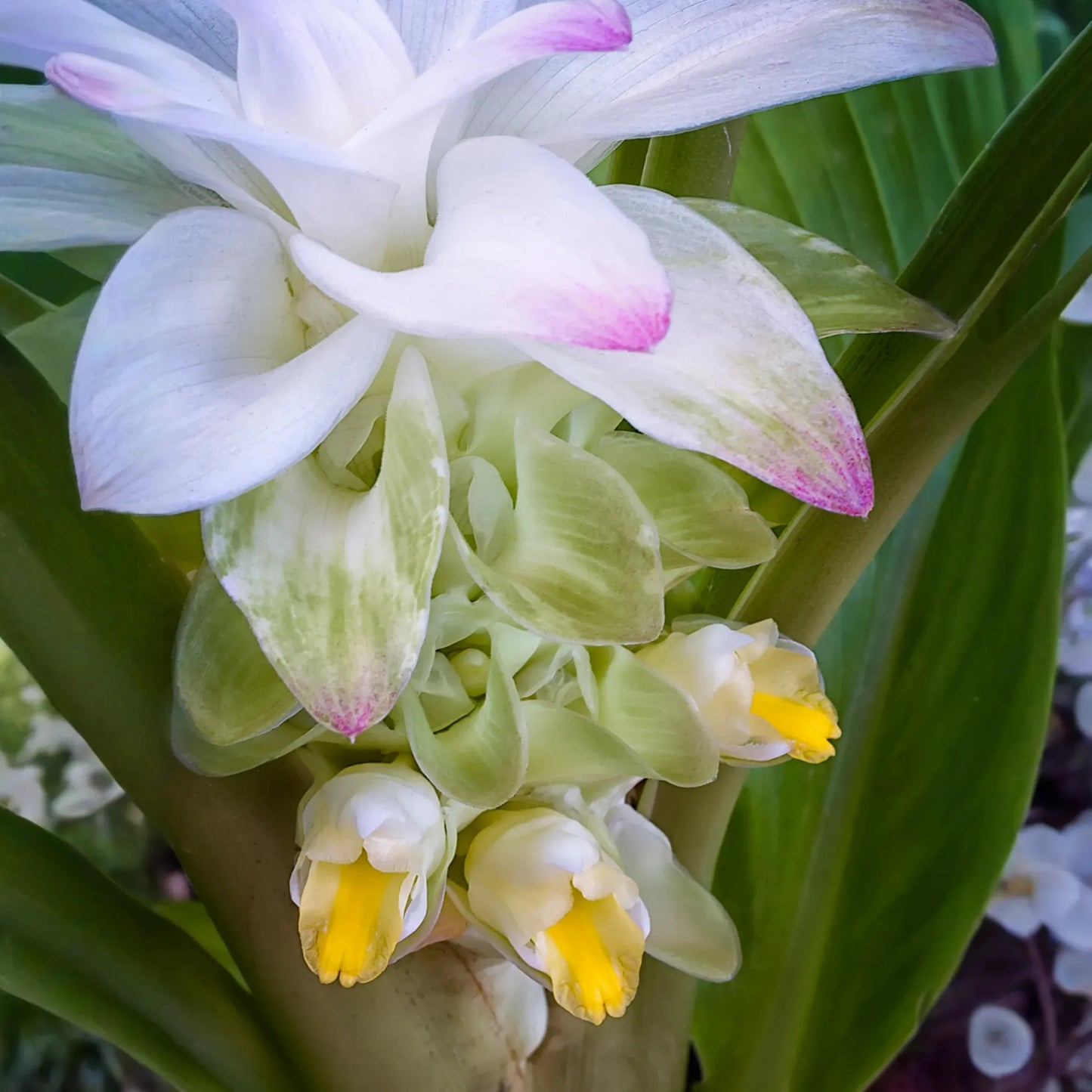 Turmeric, Orange (Curcuma longa)