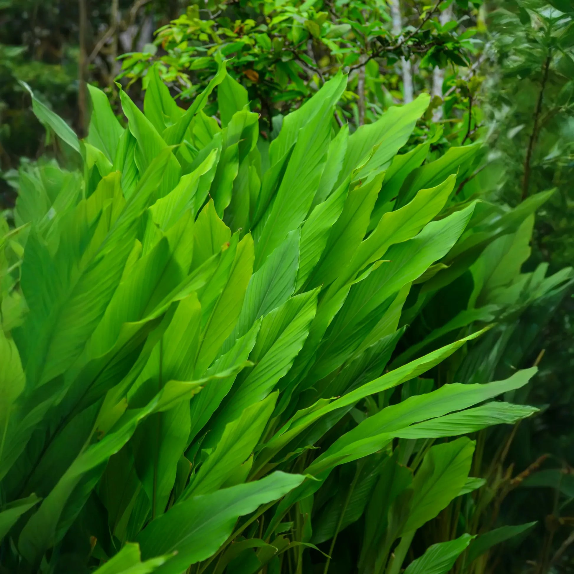 Turmeric, Orange (Curcuma longa)