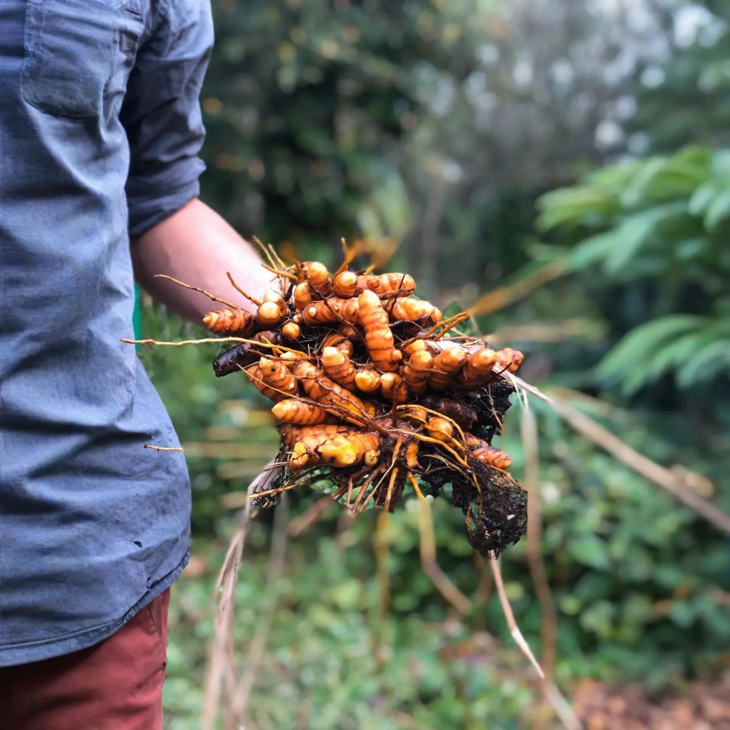 Turmeric, Orange (Curcuma longa)