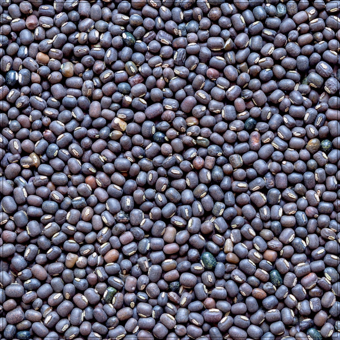 Urad Dal