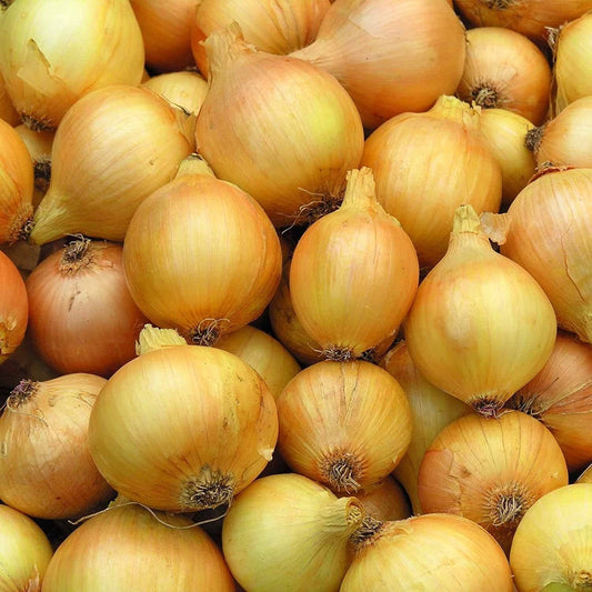 Utah Yellow Sweet Spanish Onion - 500 Seeds - Heirloom Non GMO  Garden Vegetable