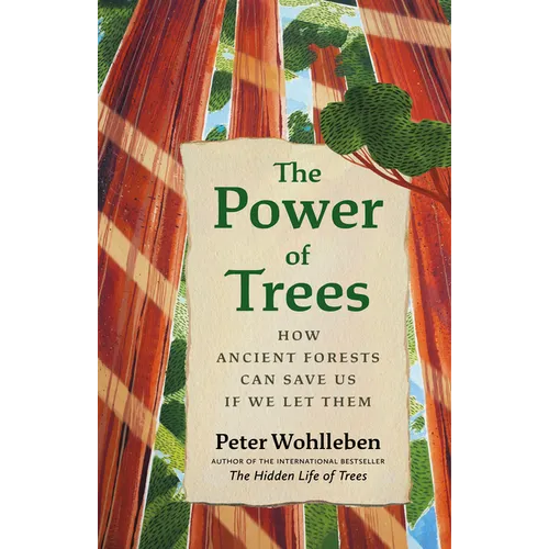 The Power of Trees: How Ancient Forests Can Save Us If We Let Them