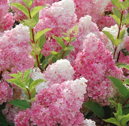 Vanilla Strawberry Hydrangea Seeds - Beautiful Attractive Showy and Hardy Perennial Flowers