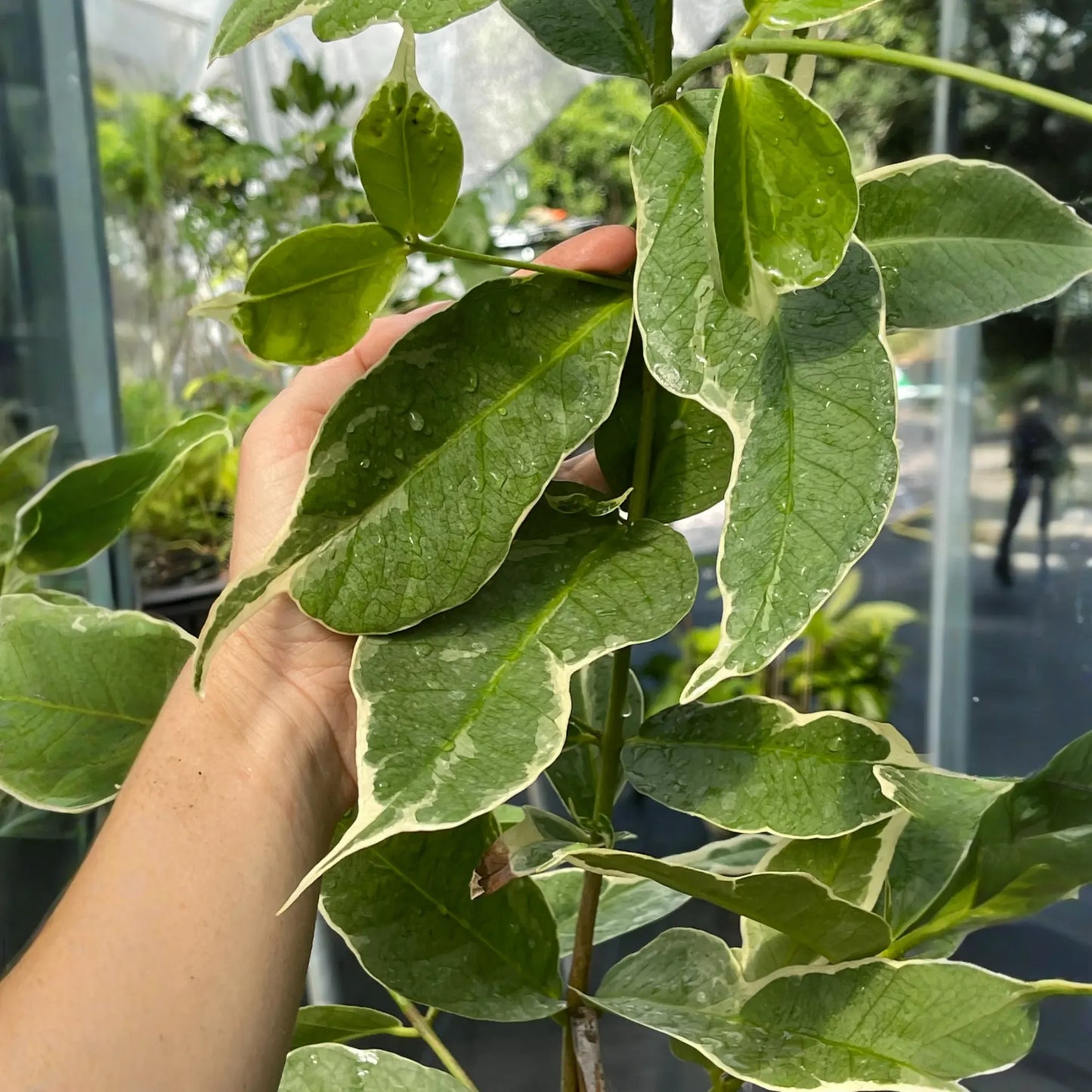 Malay Apple, Variegated (Syzygium malaccense)