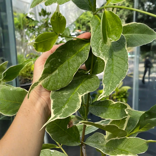 Malay Apple, Variegated (Syzygium malaccense)