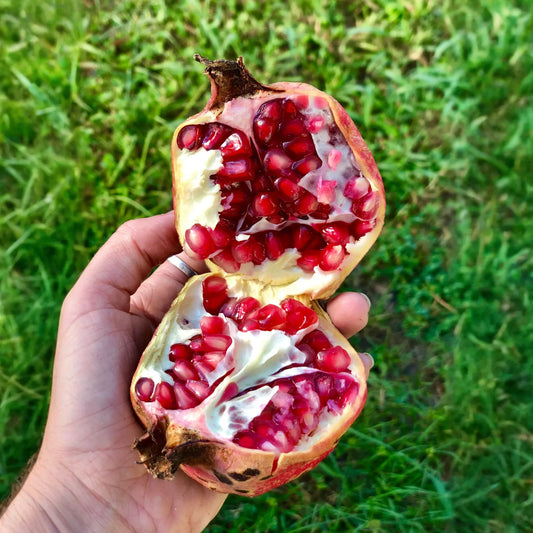 Pomegranate 'Vietnamese Pink' (Punica granatum)