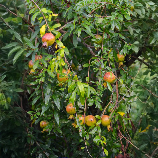 Pomegranate 'Vietnamese Pink' (Punica granatum)