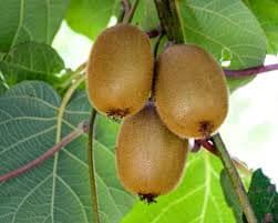 Vincent Fuzzy Kiwi Vine (Female Fruiting)
