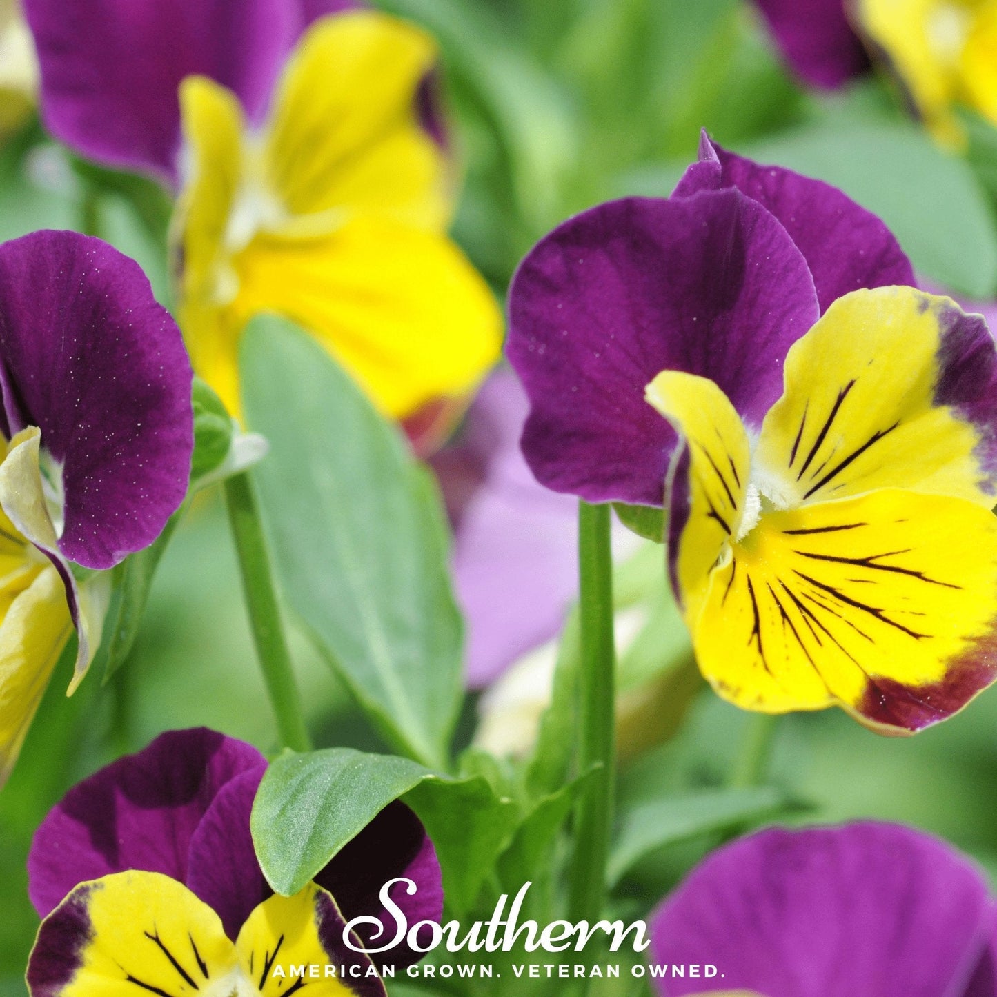 Johnny Jump Up Viola – 200 Seeds