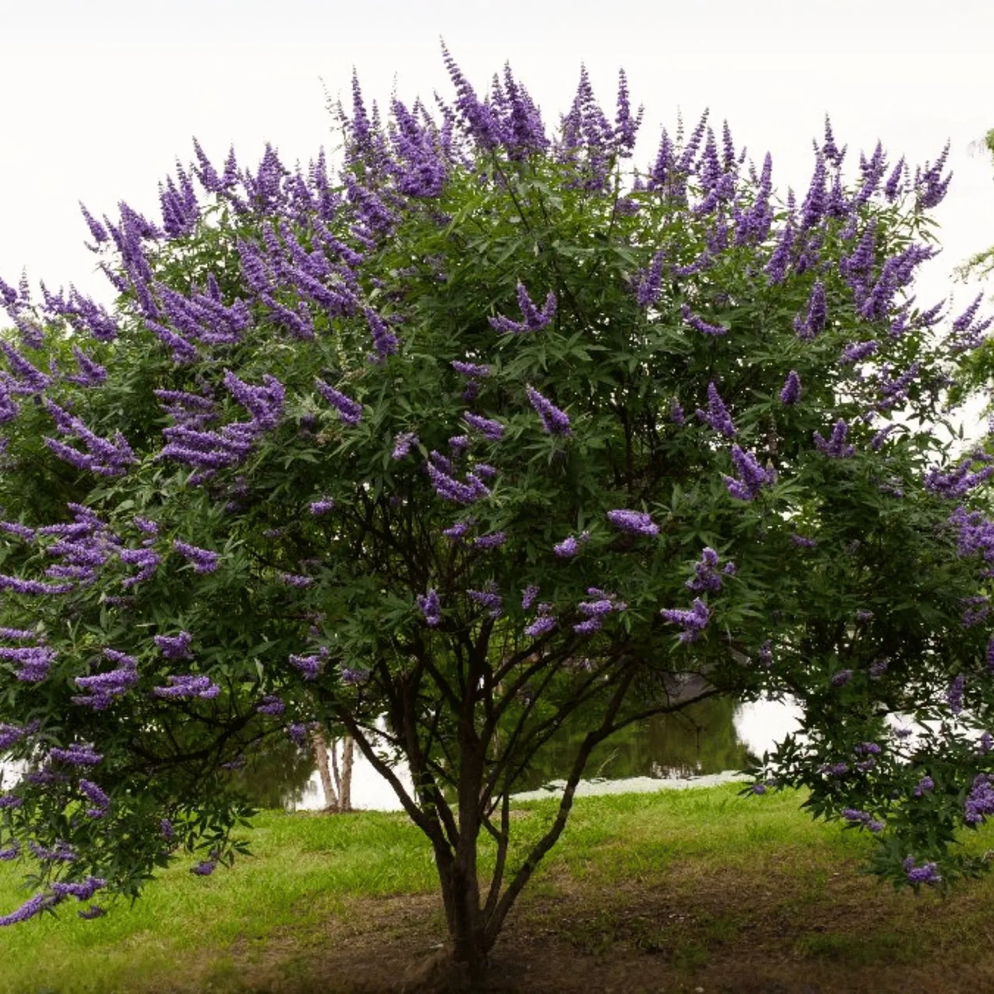 Vitex (Chaste Tree – Texas Lilac) – 20 Seeds