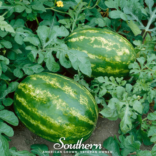 All Sweet Watermelon – 25 Seeds