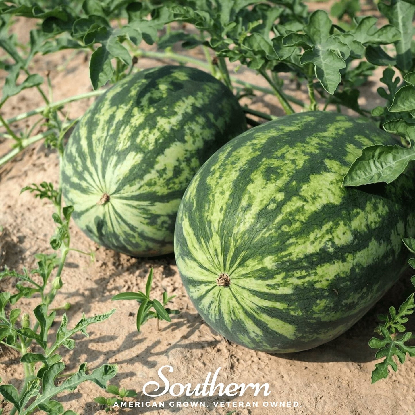 All Sweet Watermelon – 25 Seeds