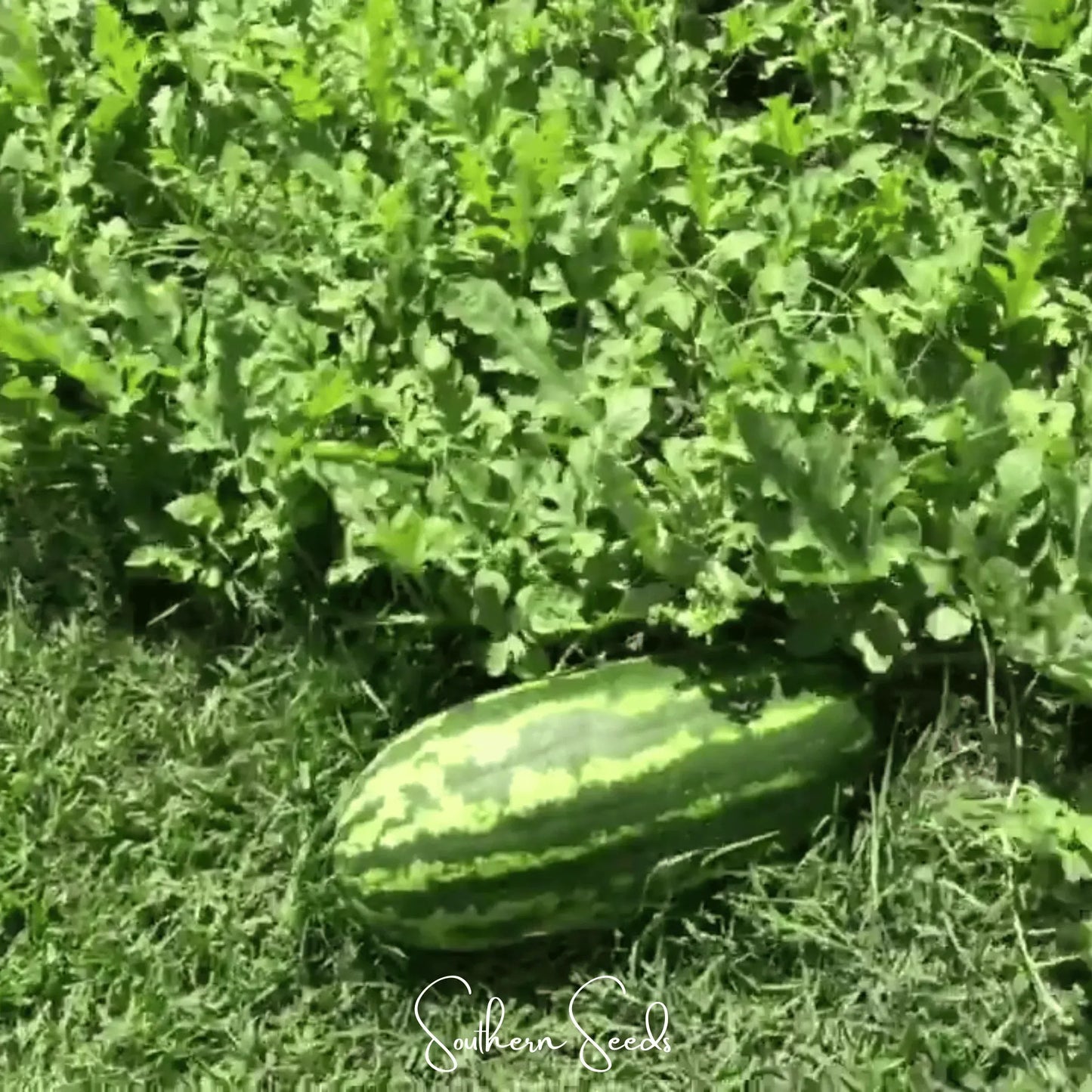Congo Watermelon – 25 Seeds
